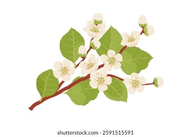 White peach, apricot, apple, or cherry flowering blossom branch. Vector illustration in hand-drawn flat style