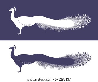 White peacock and blue peacock