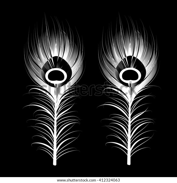 White Peacock Feathers On Black Background Stock Vector Royalty Free