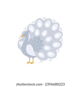 White peacock, rare albino bird, vector illustration isolated on white background. Exotic royal peacock with luxury no color tail, drawn in flat cartoon style.