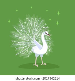 White peacock with a straightened tail. Peacock with feathers fanning out.