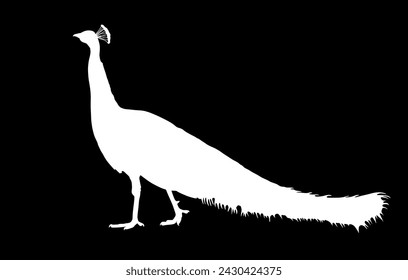 Ilustración de silueta de vector pavo real blanco aislado sobre fondo negro. Glamour noble pájaro. Símbolo de boda. Forma sombra de pavo real.