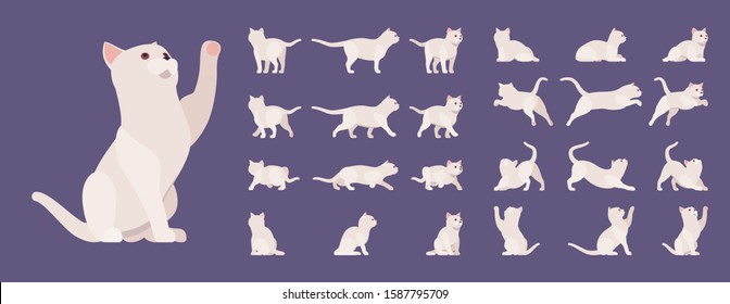 White pedigree cat set. Active healthy kitten with beautiful fur, light coat, cute pet, home playful companion. Vector flat style cartoon illustration isolated, white background, different views, pose