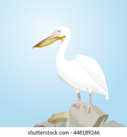 White pelican