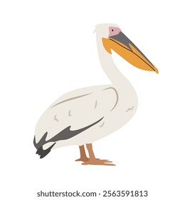 White pelican cartoon clipart. Pelican vector illustration in flat style. Hand-drawn wild animal concept