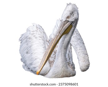 A white pelican with a huge beak on white background. Illustration. Wild bird white pelican