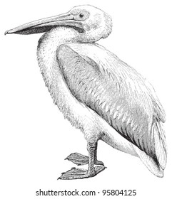 White Pelican (Pelecanus onocrotalus) / vintage illustration from Meyers Konversations-Lexikon 1897