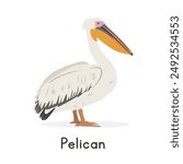 White pelican vector illustration, cartoon clipart character, animal in flat style. Wild animals, avian, birds concept. Pelican vector design isolated on white background