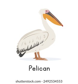 White pelican vector illustration, cartoon clipart character, animal in flat style. Wild animals, avian, birds concept. Pelican vector design isolated on white background