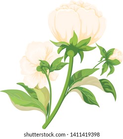 White peonies, flowers isolated on white. Beautiful bouquet of bright peonies with leaves and buds. Hand drawn vector illustration for flower design wedding decoration banners posters greeting cards. 