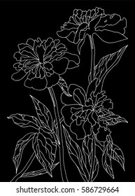 white peonies on the black background