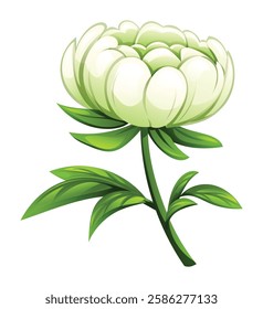 White peony flower with delicate petals and green leaves. Vector cartoon illustration