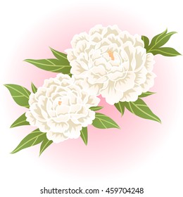 white peony flower illustration vector