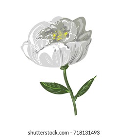 White peony flower isolated on white