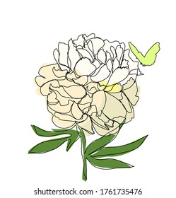 White peony flower outline with butterfly vector illustration graphics nature sketch