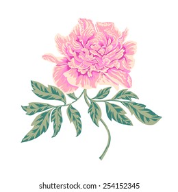 white peony vector illustration