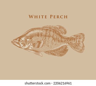 The White Perch Illustration With Highlights And Details.