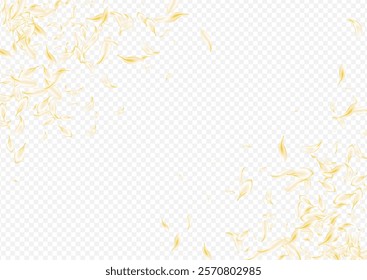 White Petal Japan Vector Transparent Background. Beige Flying Floral Wallpaper. Yellow Lotus Fall Frame. Light Sakura Beauty Banner. Falling Flower Cover.