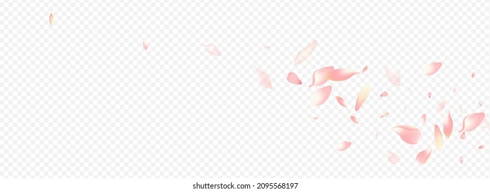 White Petal Vector Panoramic Transparent Background. Rosa Overlay Texture. Sakura Isolated Banner. Flower Wallpaper Design. Red Apple Blow Cover.
