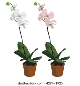White Phalaenopsis in ceramic flowerpot isolated on white background. Template card on nature theme. Potted flowers for home and office. Vector cartoon close-up illustration.