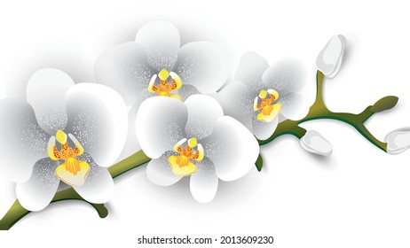 White phalaenopsis orchid isolated on a white background close up. Vector illustration. 