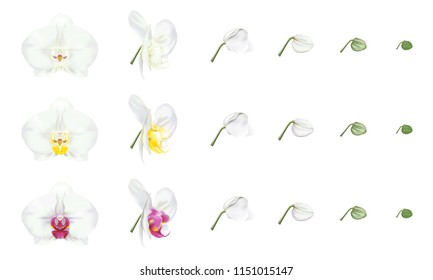 White phalaenopsis orchid, white moth orchid, color varieties. Beautiful tropical flower blossoms set on white background. Vector illustration.