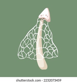 White phallus indusiatus mushroom vector illustration isolated on green background. Wild plant with spider web strings drawing with cartoon flat art style.