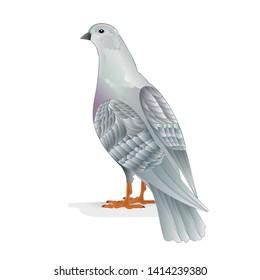 White pigeon breeding bird   domestic breeds sports bird on white background vintage   vector  animals illustration for design editable hand draw