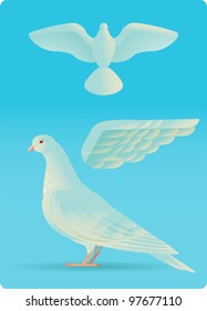 White pigeon designs