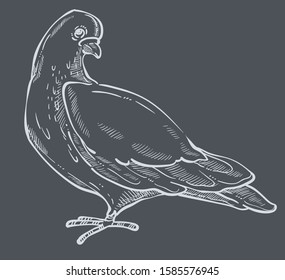 White pigeon and dove bird side view hand drawn sketch