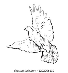 White pigeon (dove) flying, hand drawn doodle, sketch outline, vector illustration