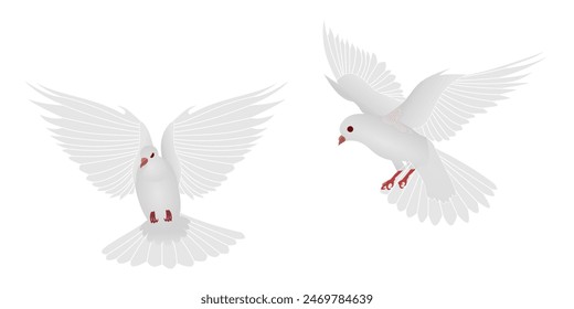 white Pigeon flying vector set. front view and side view. vector illustration isolated on white background.