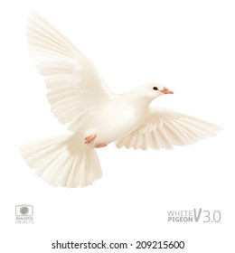 White pigeon isolated