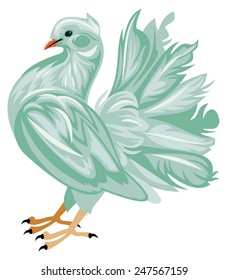 White pigeon isolated on a white background