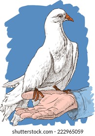 White pigeon on a hand
