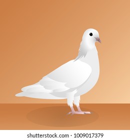 White pigeon. Vector illustration.