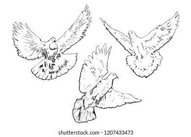 White pigeons flying, hand drawn doodle, sketch outline, vector illustration