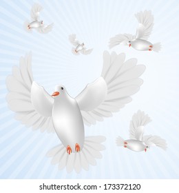 White pigeons isolated