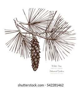 White Pine botanical illustration. Vintage conifer tree sketch. Hand drawn vector. 