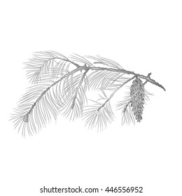 White Pine branch with pine cone as vintage engraving Vector illustration