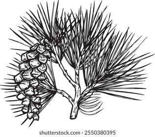 White Pine Cone Branch Engraved Botanical Illustration.