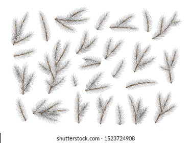 White Pine fir branches. Spruce branches realistic. Christmas tree Set isolated on white background. Decorative design elements. Decoration Natural objects. Xmas decor. Vector illustration
