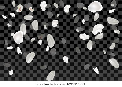 White and pink falling cherry or rose flower petals isolated on transparent background.