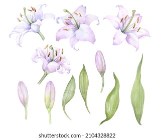 White pink lilies, set of watercolor elements, flowers and buds