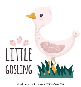 White and pink little Goose. Sweet gosling in water. Cute vector illustration in simple hand-drawn cartoon style. Cute cartoon little duck. Duckling in the pond. Character bird with texture.

