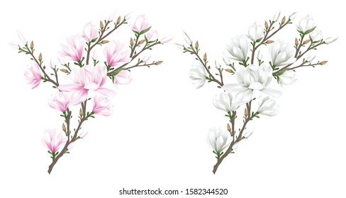 White and pink magnolia flowers branch on white background. Vector illustration.