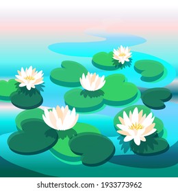White and pink water lilies. Beautiful lotus flowers in nature. Blooming spring botany of the lake or pond.
