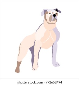 White pit bull isolated on white background, vector illustration dog.