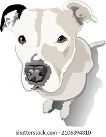 White Pit bull Terrier Puppy Looking at Viewer