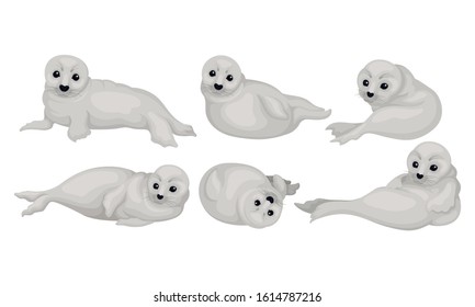 White Playful Fur Seal Lying and Rolling Vector Illustrations Set